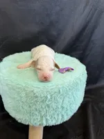 Akc Clear 🧬 tested Chocolate Phantom Parti Girl , a female Poodle - Miniature  for sale in Campbell, TX – 7 of 10