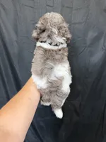 Akc Clear 🧬 Tested Blue Merle Phantom Parti 💙, a male Poodle - Miniature  for sale in Campbell, TX – 6 of 10