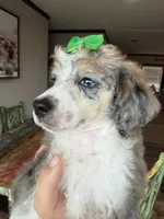 Akc Clear 🧬 Tested Blue Merle Phantom Parti with Blue eye, a female Poodle - Miniature  for sale in Campbell, TX – 7 of 10