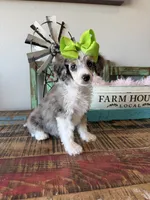 Akc Clear 🧬 Tested Blue Merle Phantom Parti 🩷, a female Poodle - Miniature  for sale in Campbell, TX – 3 of 10