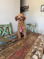 Akc 🧬 Clear Bred the Color Red Boy, a male Poodle - Miniature  for sale in Campbell, TX – 6 of 6