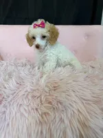 Akc Clear 🧬 Tested Chocolate Phantom Parti 🩷, a female Poodle - Miniature  for sale in Campbell, TX – 4 of 10