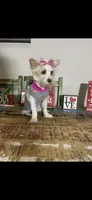 Tilly, a female Yorkshire Terrier for sale in Campbell, TX – Photo 7 of 10