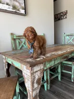 Akc Clear 🧬 Tested Red Poodle Boy 💙, a male Poodle - Miniature  for sale in Campbell, TX – 3 of 10