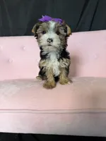 Sweet Parti Girl, a female Yorkshire Terrier for sale in Campbell, TX – 4 of 10