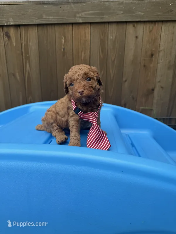 Akc 🧬 Clear Red bb Boy 💙 – Poodle - Toy  puppy for sale in Campbell, TX