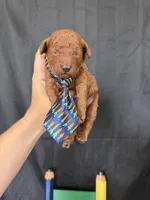 Akc Red Toy Poodle Boy Blue Tie, a male Poodle - Toy  for sale in Campbell, TX – 2 of 9