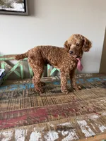 Akc 🧬 Clear Bred the Color Red Bentley 💙, a male Poodle - Miniature  for sale in Campbell, TX – 10 of 10