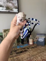 Cali’s Apricot Maltipoo! Blue & White Tie, a male Maltipoo for sale in Campbell, TX – 2 of 10