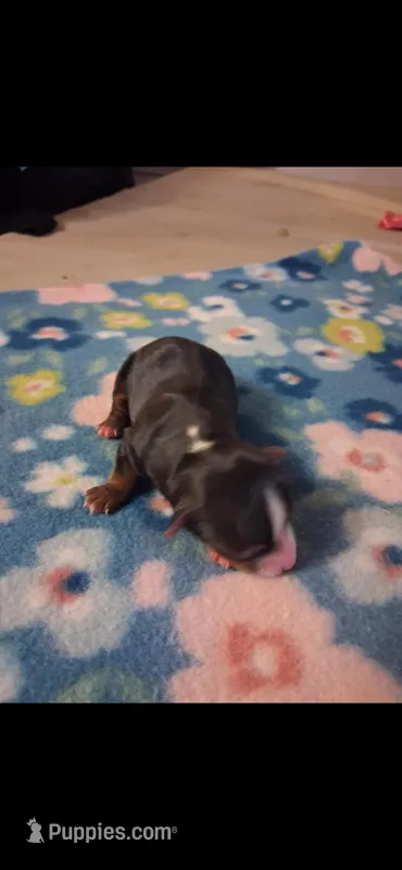 Sophie Yorkie Girl 🩷 – Yorkshire Terrier puppy for sale in Campbell, TX