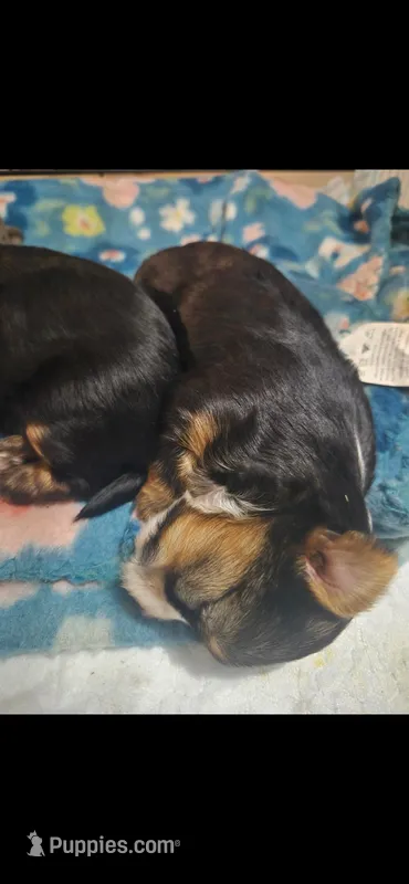 Sophie Yorkie Girl 🩷 – Yorkshire Terrier puppy for sale in Campbell, TX