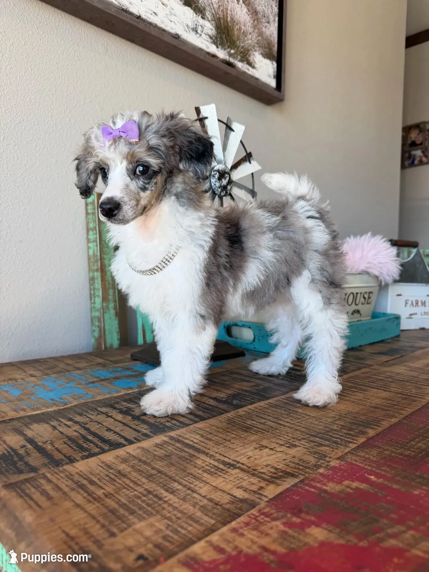 Akc Clear 🧬 Tested Blue Merle Phantom Parti 🩷, a female Poodle - Miniature  for sale in Campbell, TX – 1 of 10