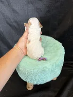 Akc Clear 🧬 tested Chocolate Phantom Parti Girl , a female Poodle - Miniature  for sale in Campbell, TX – 10 of 10