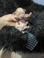 Maltipoo Boy 💙, a male Maltipoo for sale in Campbell, TX – 3 of 7