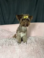 KB Chocolate Yorkie 🩷, a female Yorkshire Terrier for sale in Campbell, TX – 6 of 10
