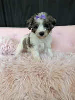 Akc Clear 🧬 Tested Blue Merle Phantom Parti 🩷, a female Poodle - Miniature  for sale in Campbell, TX – 8 of 10