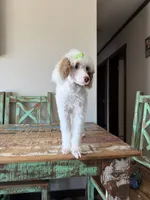 Akc Clear 🧬 Tested Chocolate Phantom Parti 🩷, a female Poodle - Miniature  for sale in Campbell, TX – 9 of 10