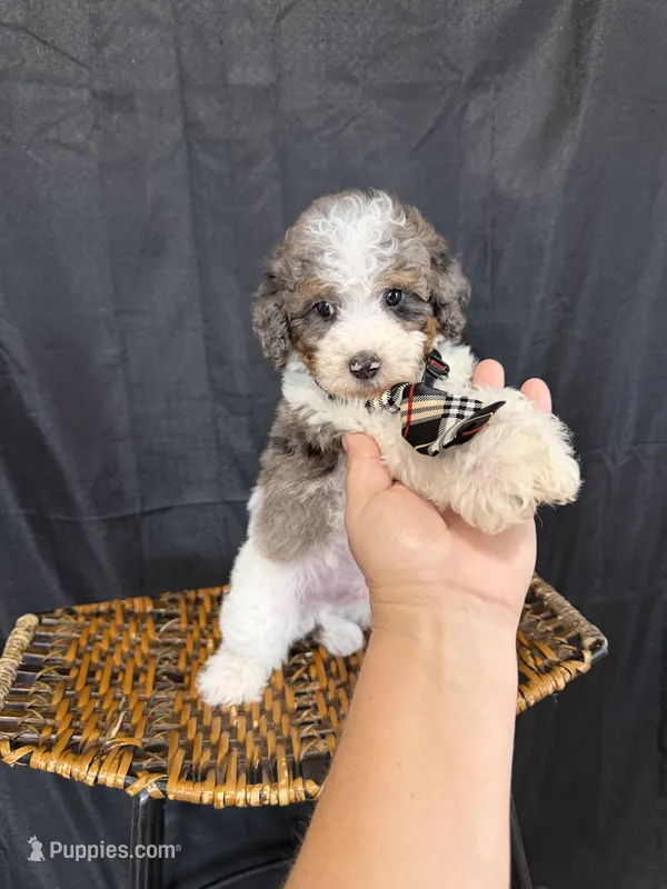 Akc Clear 🧬 Tested Blue Merle Phantom Parti 💙 – Poodle - Miniature  puppy for sale in Campbell, TX