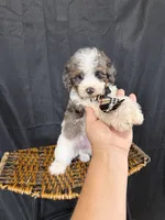 Akc Clear 🧬 Tested Blue Merle Phantom Parti 💙, a male Poodle - Miniature  for sale in Campbell, TX – 1 of 10