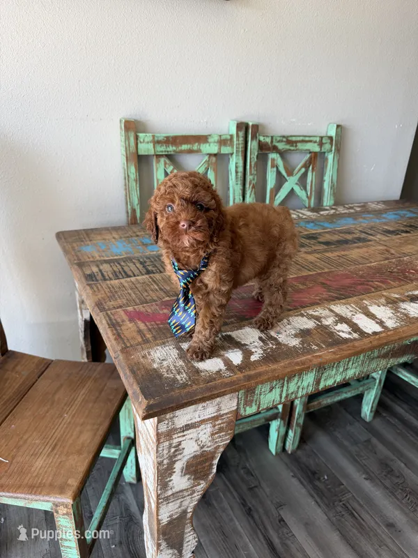 Akc Clear 🧬 Tested Red Poodle Boy 💙 – Poodle - Miniature  puppy for sale in Campbell, TX