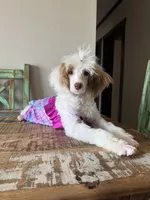 Akc Clear 🧬 Tested Chocolate Phantom Parti 🩷, a female Poodle - Miniature  for sale in Campbell, TX – 9 of 10