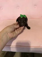 Akc Clear 🧬 tested Chocolate Phantom 🩷, a female Poodle - Miniature  for sale in Campbell, TX – 7 of 10