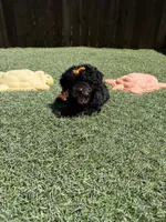 Akc Clear 🧬 Black Phantom Girl 🩷, a female Poodle - Miniature  for sale in Campbell, TX – 4 of 10