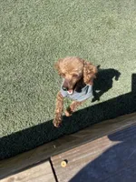 Akc Clear 🧬 Red Boy 9/10 Intensity , a male Poodle - Toy  for sale in Campbell, TX – Photo 8 of 10