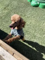 Akc Clear 🧬 Red Boy 9/10 Intensity , a male Poodle - Toy  for sale in Campbell, TX – Photo 7 of 10
