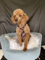Akc Clear including IVDD High Red Intensity , a male Poodle - Toy  for sale in Campbell, TX – Photo 3 of 7