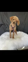 Akc Clear 🧬 Red Boy 9/10 Intensity , a male Poodle - Toy  for sale in Campbell, TX – Photo 9 of 10