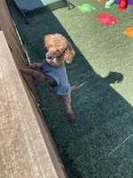 Akc Clear 🧬 Red Boy 9/10 Intensity , a male Poodle - Toy  for sale in Campbell, TX – Photo 10 of 10