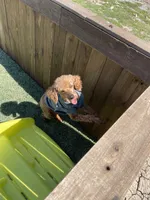 Akc Clear 🧬 Red Boy 9/10 Intensity , a male Poodle - Toy  for sale in Campbell, TX – Photo 6 of 10