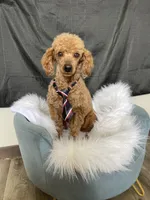 Akc Clear including IVDD High Red Intensity , a male Poodle - Toy  for sale in Campbell, TX – Photo 4 of 7