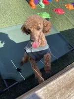 Akc Clear 🧬 Red Boy 9/10 Intensity , a male Poodle - Toy  for sale in Campbell, TX – Photo 4 of 10