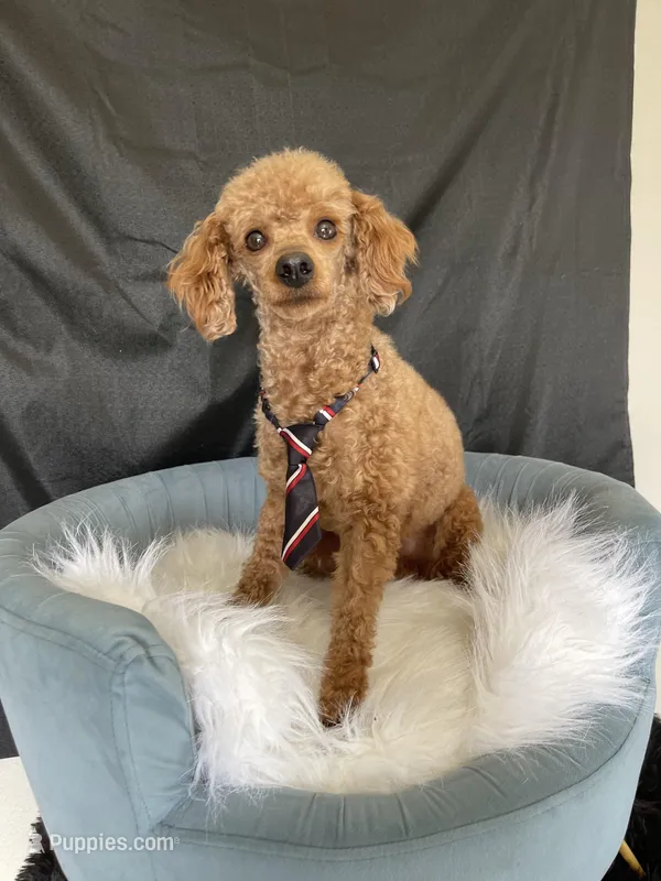 Akc Clear including IVDD High Red Intensity , a male Poodle - Toy  for sale in Campbell, TX – Photo 1 of 7