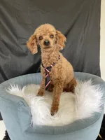 Akc Clear including IVDD High Red Intensity , a male Poodle - Toy  for sale in Campbell, TX – Photo 1 of 7