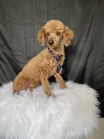 Akc Clear including IVDD High Red Intensity , a male Poodle - Toy  for sale in Campbell, TX – Photo 5 of 7