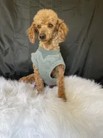 Akc Clear 🧬 Red Boy 9/10 Intensity , a male Poodle - Toy  for sale in Campbell, TX – Photo 5 of 10