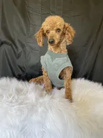 Akc Clear 🧬 Red Boy 9/10 Intensity , a male Poodle - Toy  for sale in Campbell, TX – Photo 3 of 10