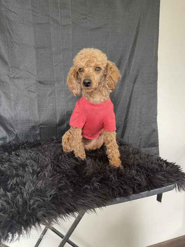 Akc Clear 🧬 Red Boy 9/10 Intensity 