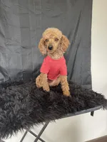Akc Clear 🧬 Red Boy 9/10 Intensity , a male Poodle - Toy  for sale in Campbell, TX – Photo 1 of 10