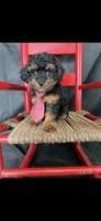 Akc Tiny Black Phantom Boy 💙, a male Poodle - Toy  for sale in Campbell, TX – 6 of 10