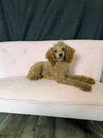 Akc Red Poodle Girl, a female Poodle - Miniature  for sale in Campbell, TX – 6 of 10