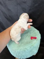 Akc Clear 🧬 tested Chocolate Phantom Parti , a female Poodle - Miniature  for sale in Campbell, TX – 8 of 10