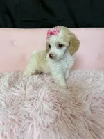 Akc Clear 🧬 Tested Chocolate Phantom Parti, a female Poodle - Miniature  for sale in Campbell, TX – 1 of 10