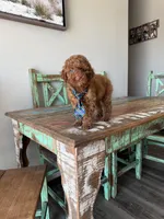 Akc Clear 🧬 Tested Red Poodle Boy 💙, a male Poodle - Miniature  for sale in Campbell, TX – 4 of 10