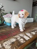 Akc Clear 🧬 Tested Chocolate Phantom Parti 🩷, a female Poodle - Toy  for sale in Campbell, TX – 1 of 10