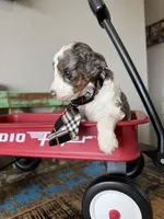 Akc Clear 🧬 tested Blue Merle Parti Stripes Tie, a male Poodle - Miniature  for sale in Campbell, TX – 4 of 10