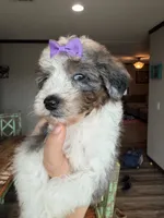 Akc Clear 🧬 Tested Blue Merle Phantom Parti Partial Blue eye, a female Poodle - Miniature  for sale in Campbell, TX – 10 of 10